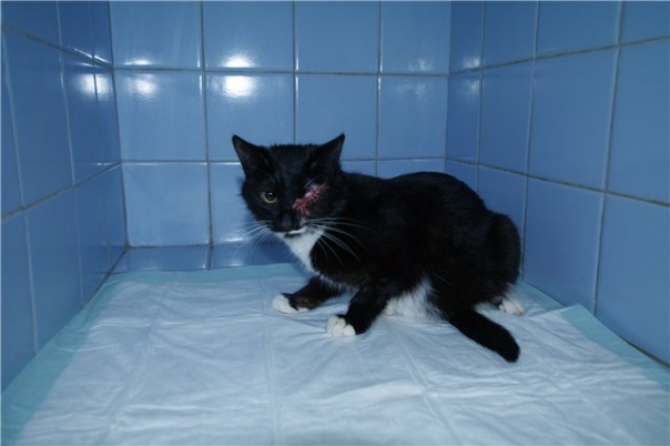 Кошку с ужасной травмой глаза отдали умирать в мучениях в приют. Москва 